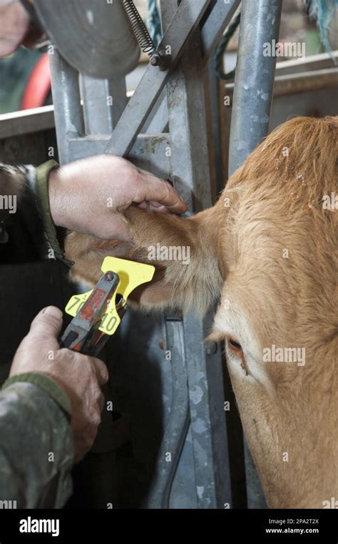 cattle ear tags regulations